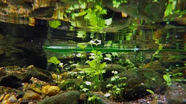 什么是原生态鱼,河北水族箱原生态