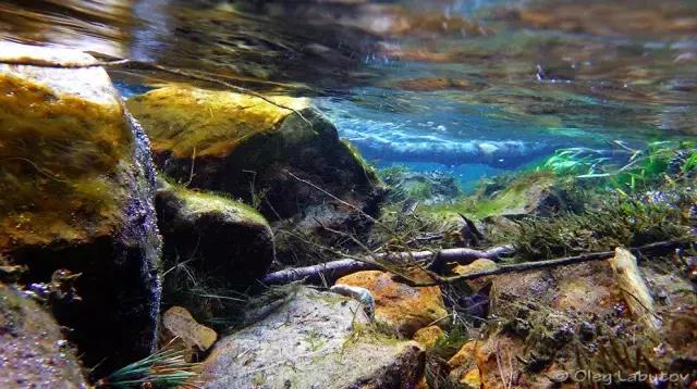 什么是原生态鱼,河北水族箱原生态