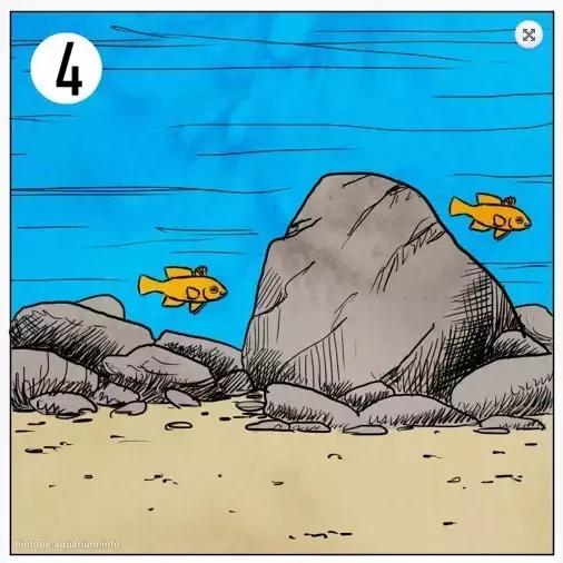 什么是原生态鱼,河北水族箱原生态