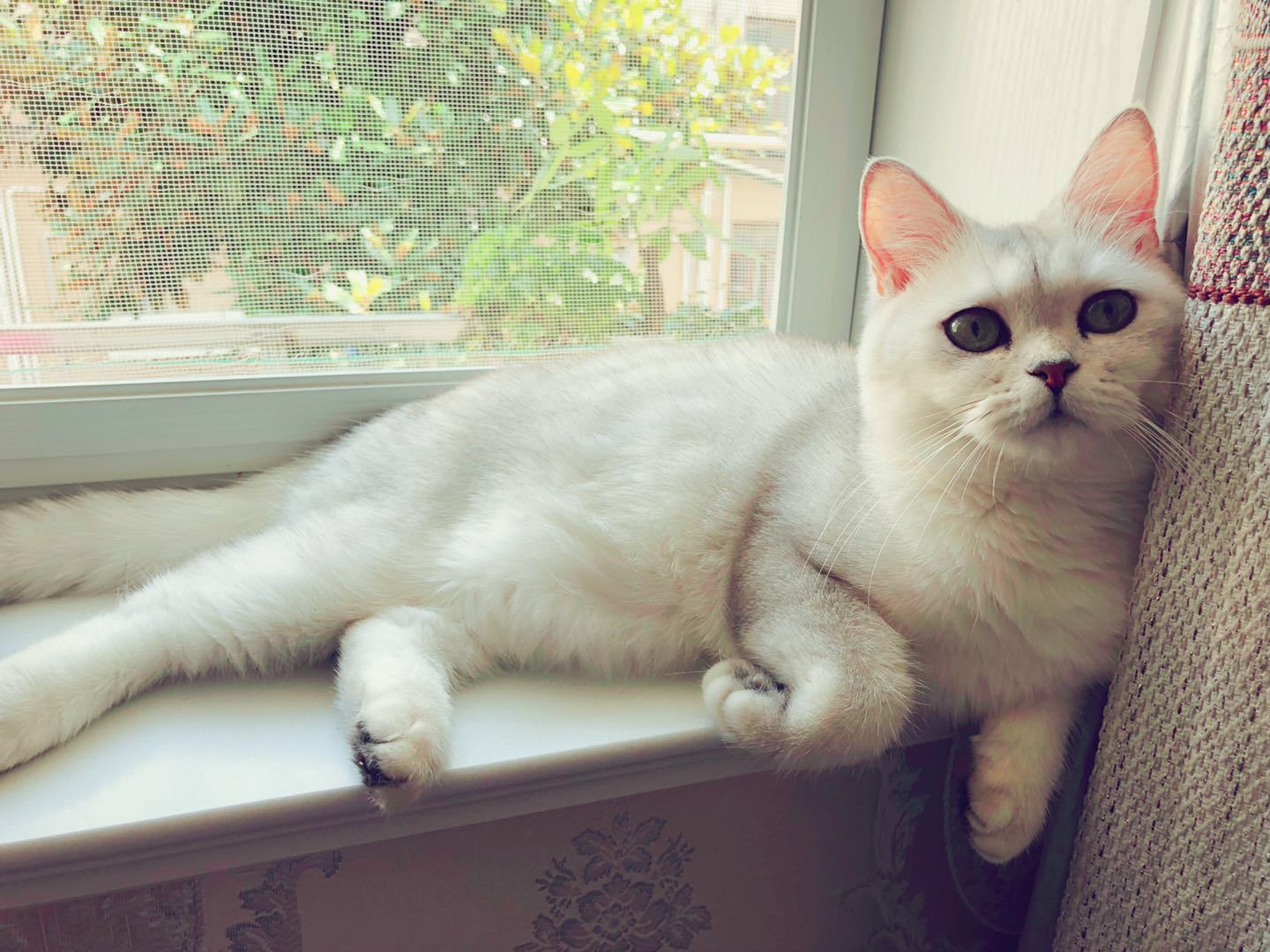 养猫准备的用品清单,养猫前需要做的心理准备