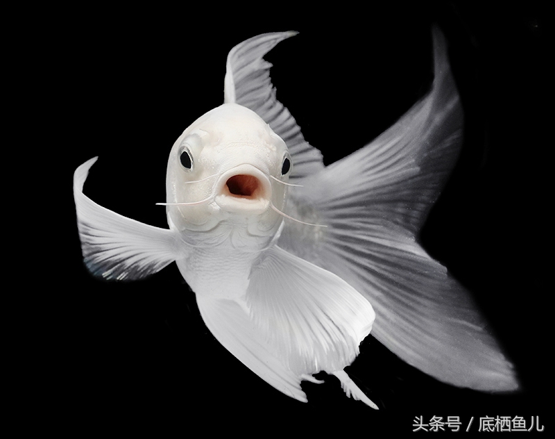 混养缸霸的利弊,不小心把鱼缸弄坏了怎么办