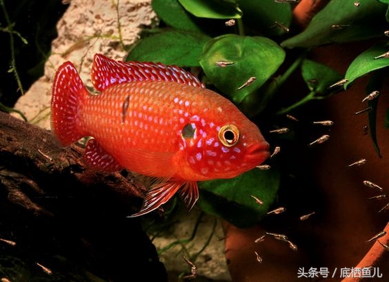 混养缸霸的利弊,不小心把鱼缸弄坏了怎么办