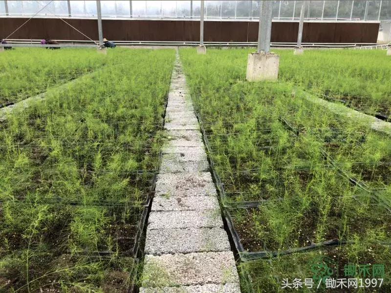陈光宇宣传大棚芦笋种植技术视频,芦笋之父陈光宇