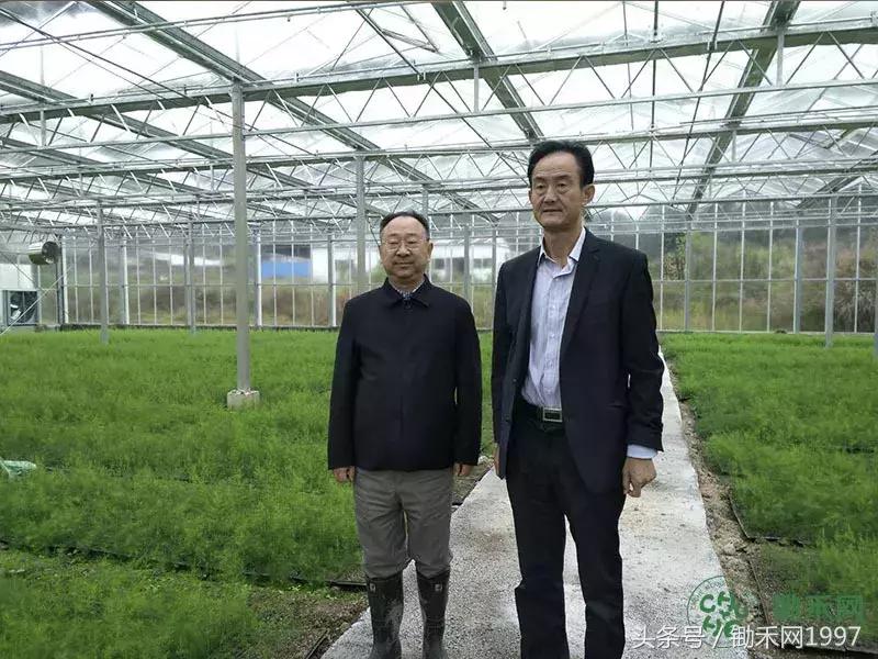 陈光宇宣传大棚芦笋种植技术视频,芦笋之父陈光宇