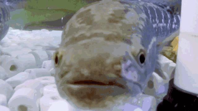 广东的杏花鸡,广东哪里有杏花鸡