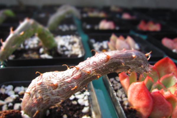 丑萌多肉盆栽,丑的多肉有哪些