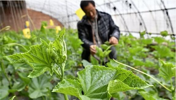 现代都市农业项目投资,都市农业有前景吗