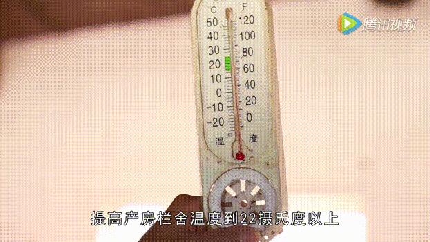 育肥猪传染性胃肠炎的症状与治疗,怎么预防猪传染性胃肠炎