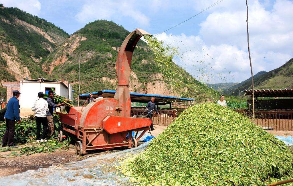养牛最好的牧草排名,纯天然草场养牛轻松利润高