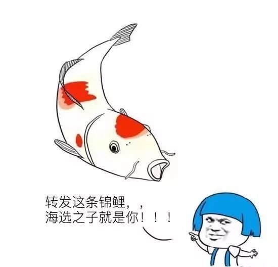 朋友圈锦鲤靠谱吗,抓住锦鲤的最好方法