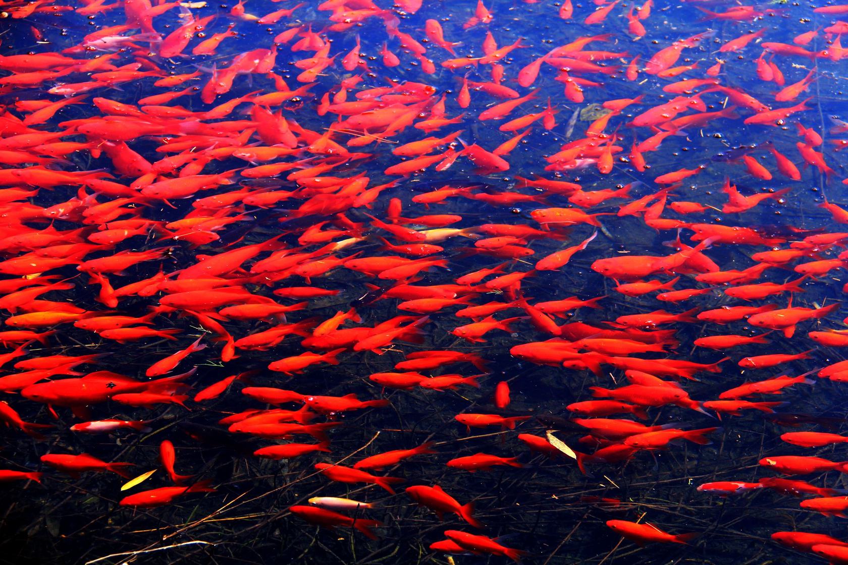 支付宝出了锦鲤还出了什么,锦鲤与支付宝锦鲤