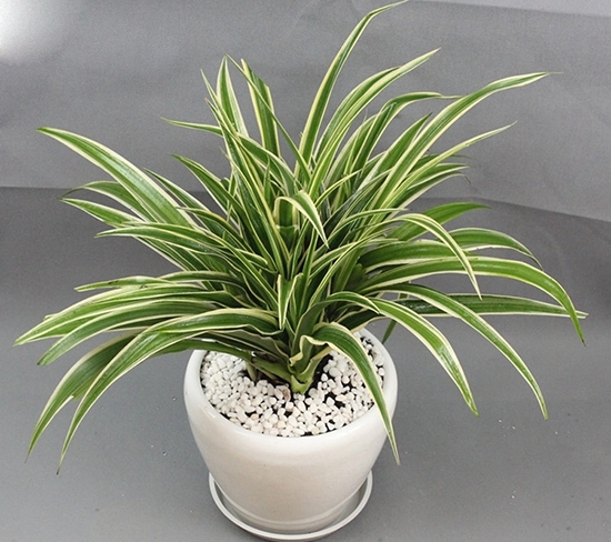 吊兰黄叶怎么补救最快方法,吊兰不断出现黄叶怎么办