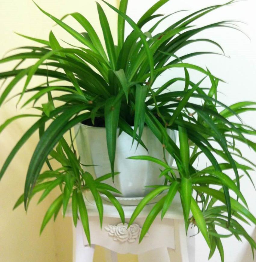 吊兰黄叶怎么补救最快方法,吊兰不断出现黄叶怎么办