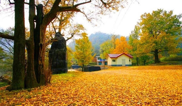 河南秋天最美红叶景区,河南最美红叶路线