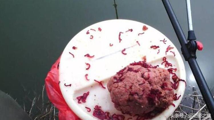 深秋夜钓黑坑鲤鱼用红虫,深秋夜钓鲫鱼可以用红虫吗