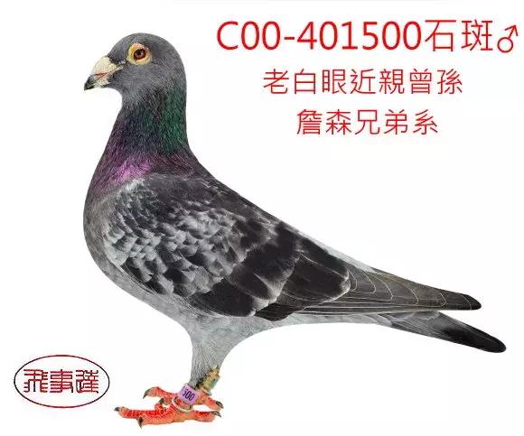 饲料控高峰,鸽脚冰冷是危险信号!