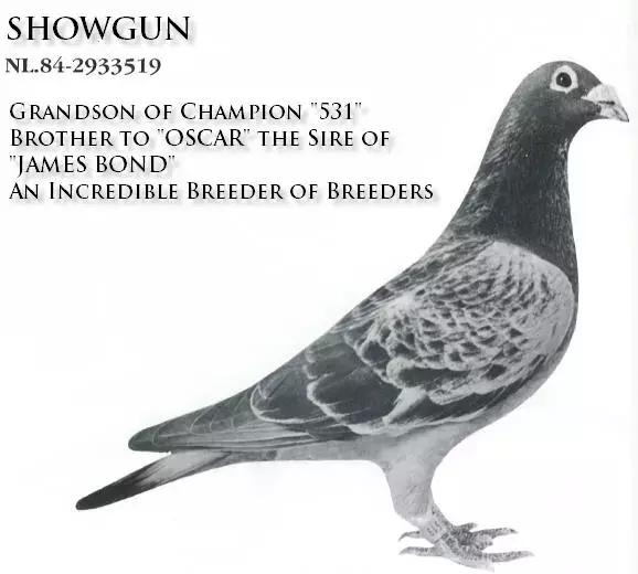 饲料控高峰,鸽脚冰冷是危险信号!