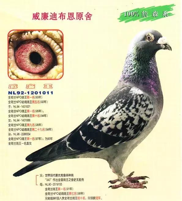 饲料控高峰,鸽脚冰冷是危险信号!