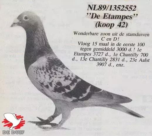 饲料控高峰,鸽脚冰冷是危险信号!