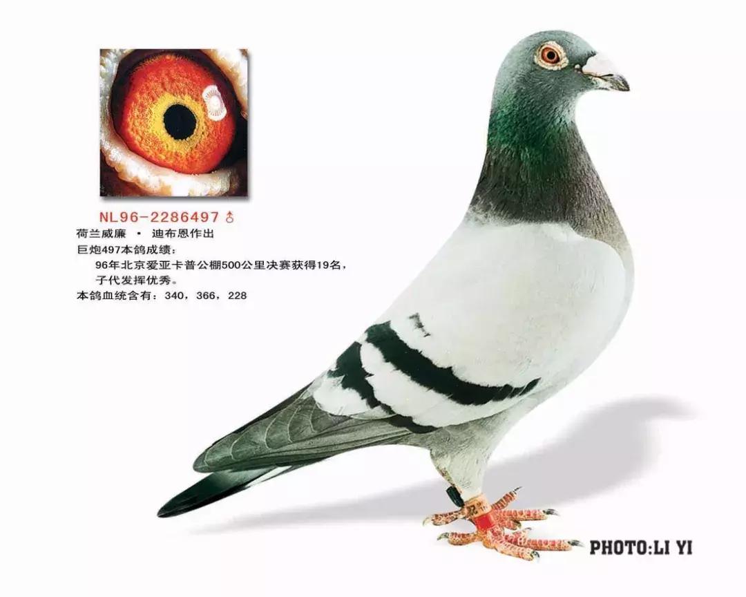 饲料控高峰,鸽脚冰冷是危险信号!