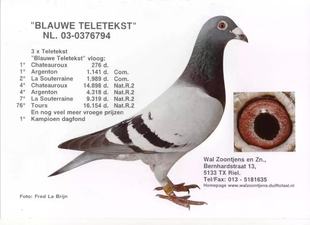 饲料控高峰,鸽脚冰冷是危险信号!