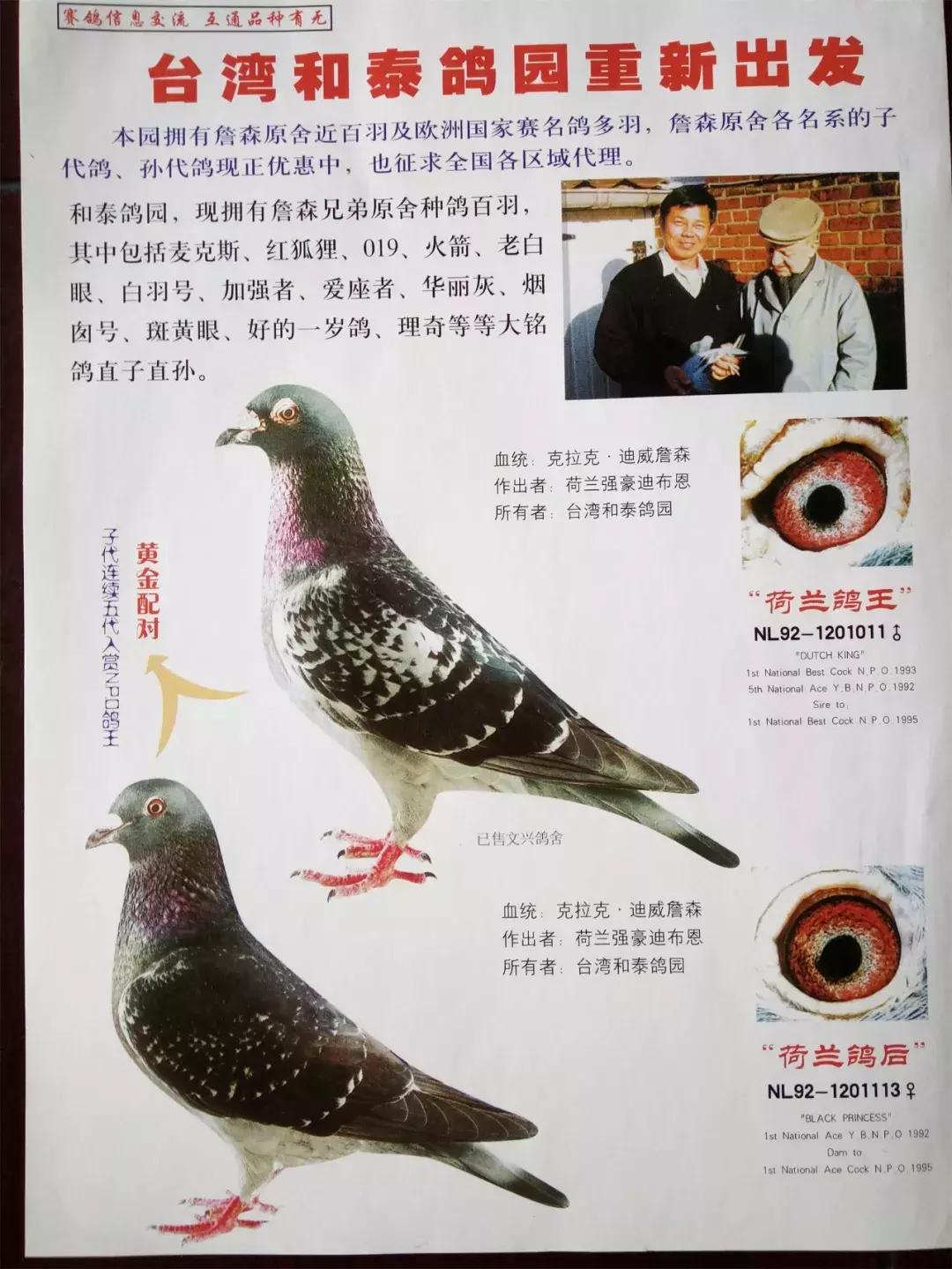 饲料控高峰,鸽脚冰冷是危险信号!