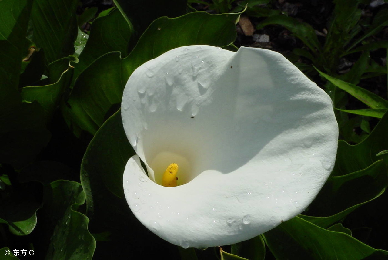 世界各国的国花都是什么,世界各国的国花花语