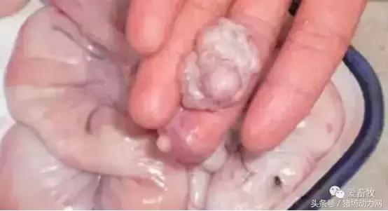 这个解剖案例，能让你更懂后备母猪的饲养管理