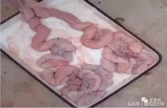 这个解剖案例，能让你更懂后备母猪的饲养管理