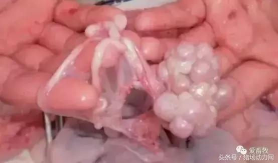 这个解剖案例，能让你更懂后备母猪的饲养管理