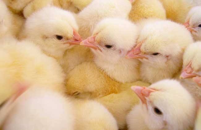 想养好猪这三件事必须做好,养蛋鸡的前景和建议