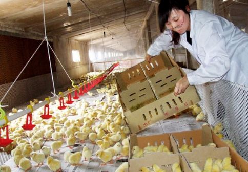 想养好猪这三件事必须做好,养蛋鸡的前景和建议