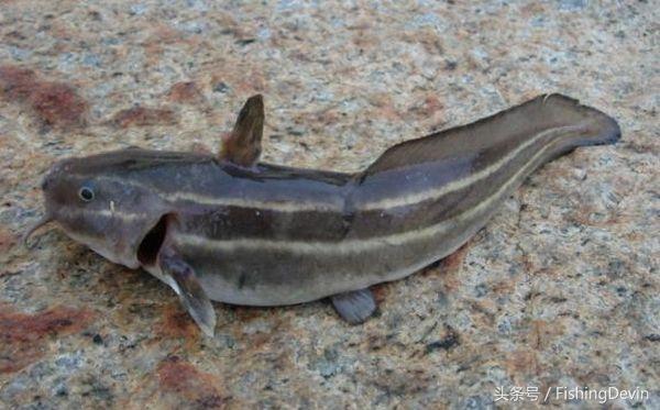 钓鱼碰到这三种情况千万别死守,钓鱼遇到的危险一幕