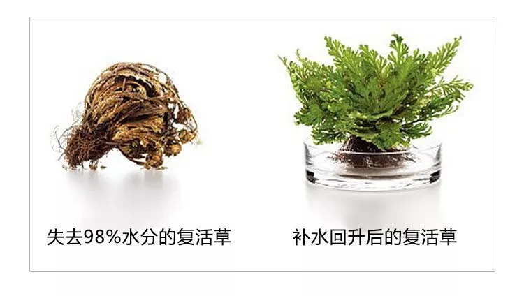 日本复活草面膜,给你的皮肤460倍深层补水……