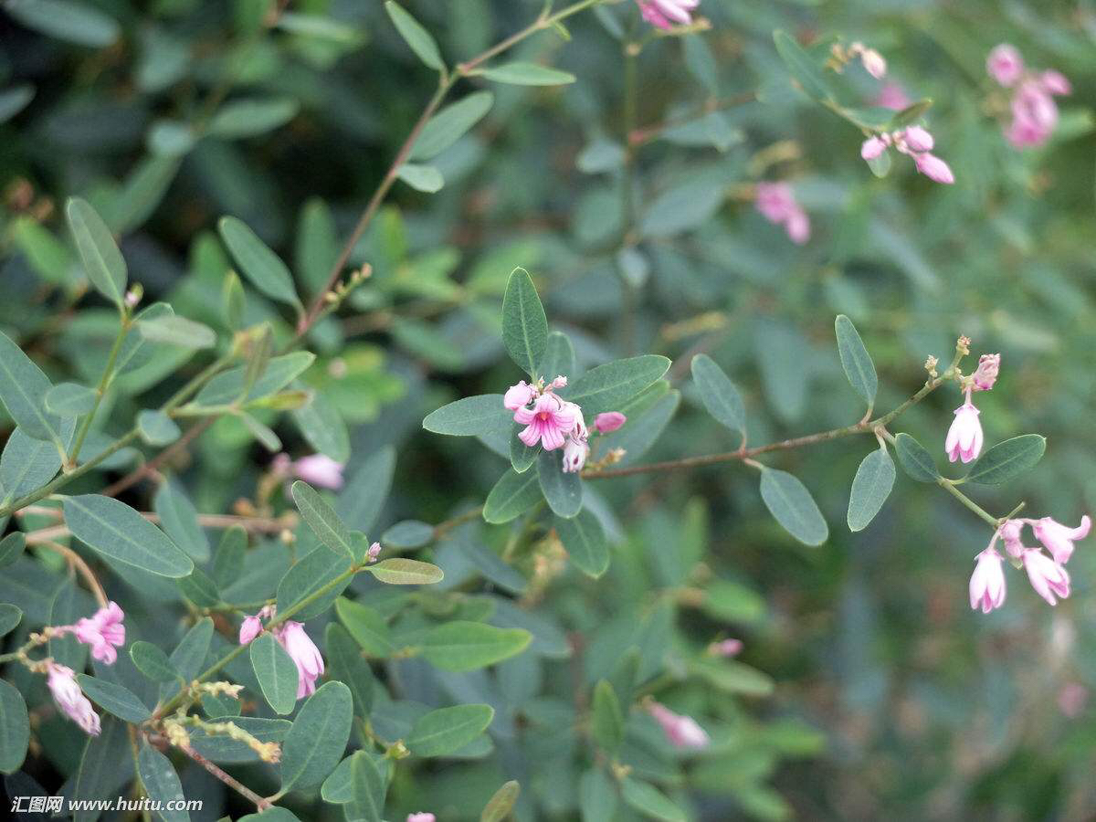 中药材罗布麻叶,中药罗布麻效果怎么样