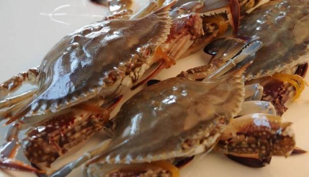 4批次镉超标海鲜曝光,梭子蟹重金属超标上海