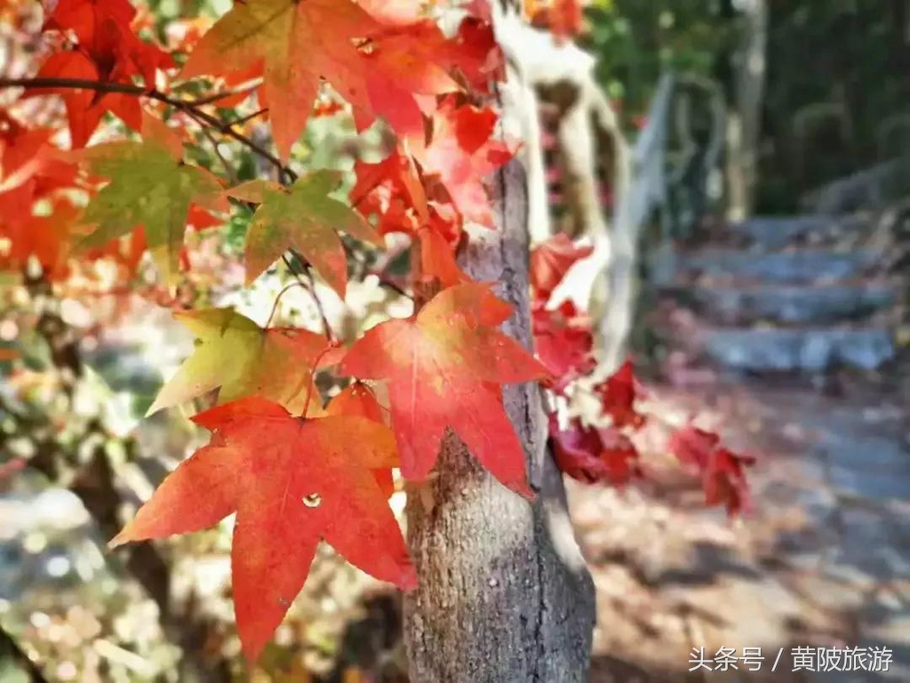 秋色正当时,实时秋色美景
