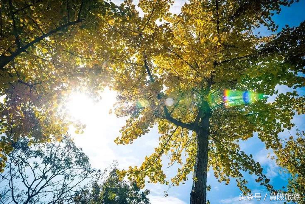 秋色正当时,实时秋色美景