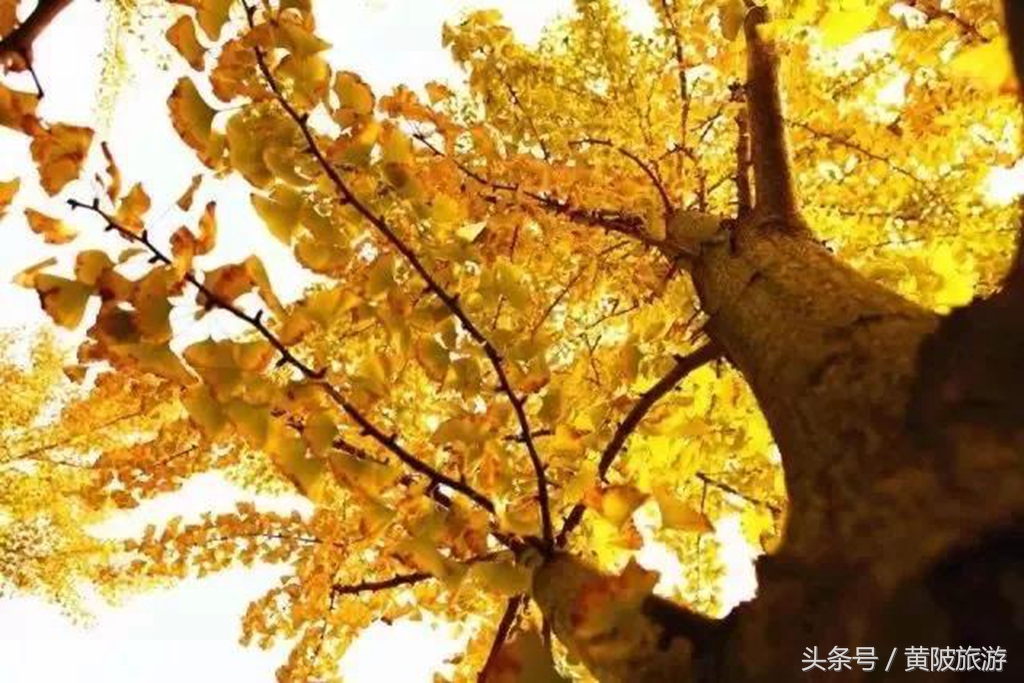 秋色正当时,实时秋色美景