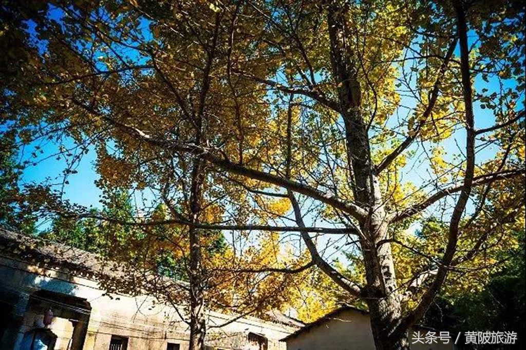 秋色正当时,实时秋色美景