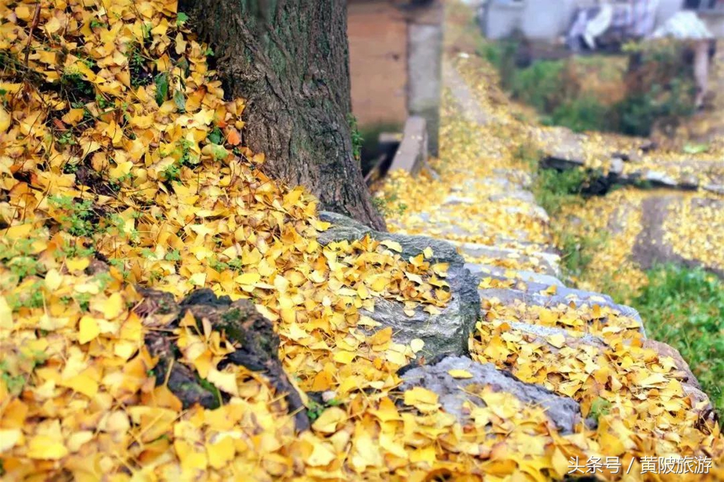 秋色正当时,实时秋色美景