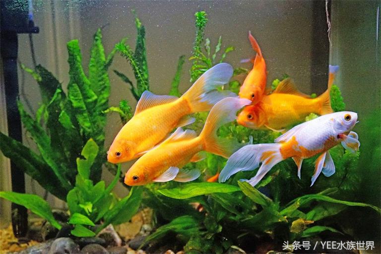 如何防止金鱼祸害水草,如何避免金鱼吃水草