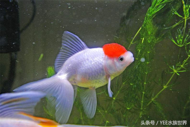 如何防止金鱼祸害水草,如何避免金鱼吃水草