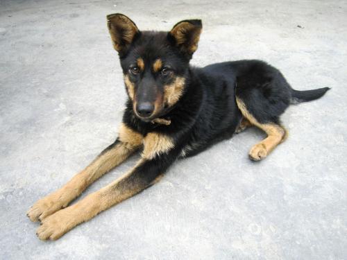 狐说诡事大全,狐说诡事图片大全