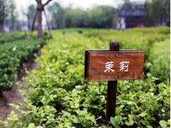 休闲农庄案例分析,特色农庄风景图