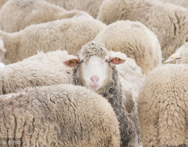 羊绒大衣的羊绒是山羊绒吗,羽绒服羊绒大衣哪个更保暖