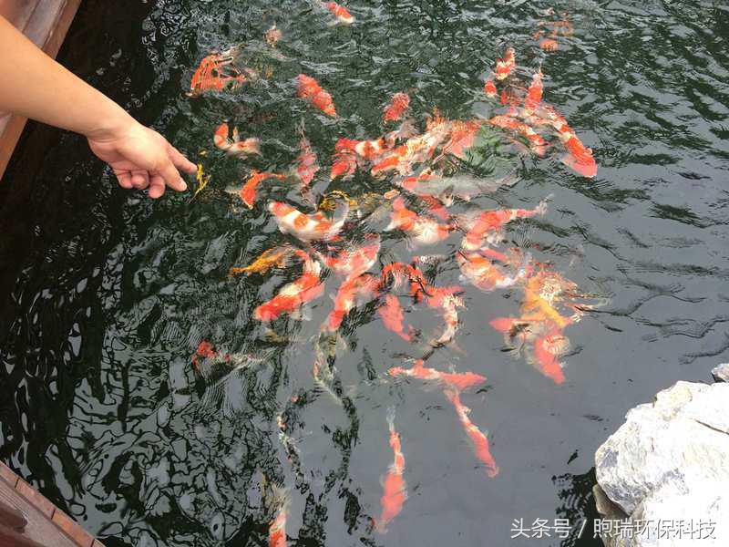 支付宝中国锦鲤有什么好处,18年支付宝锦鲤是什么样子