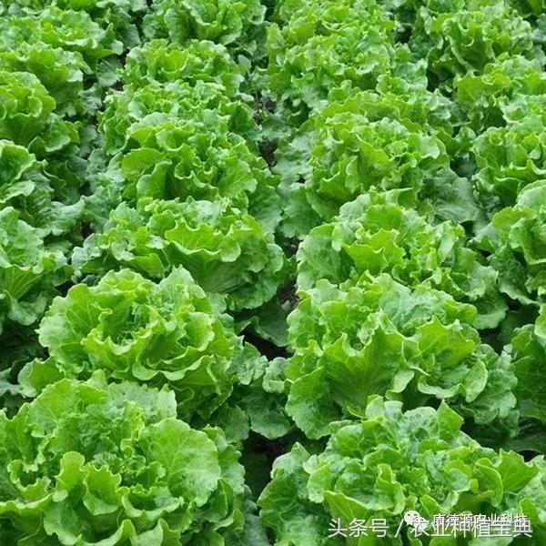 叶菜类蔬菜种植技术要点,叶菜类蔬菜种植技术要点总结
