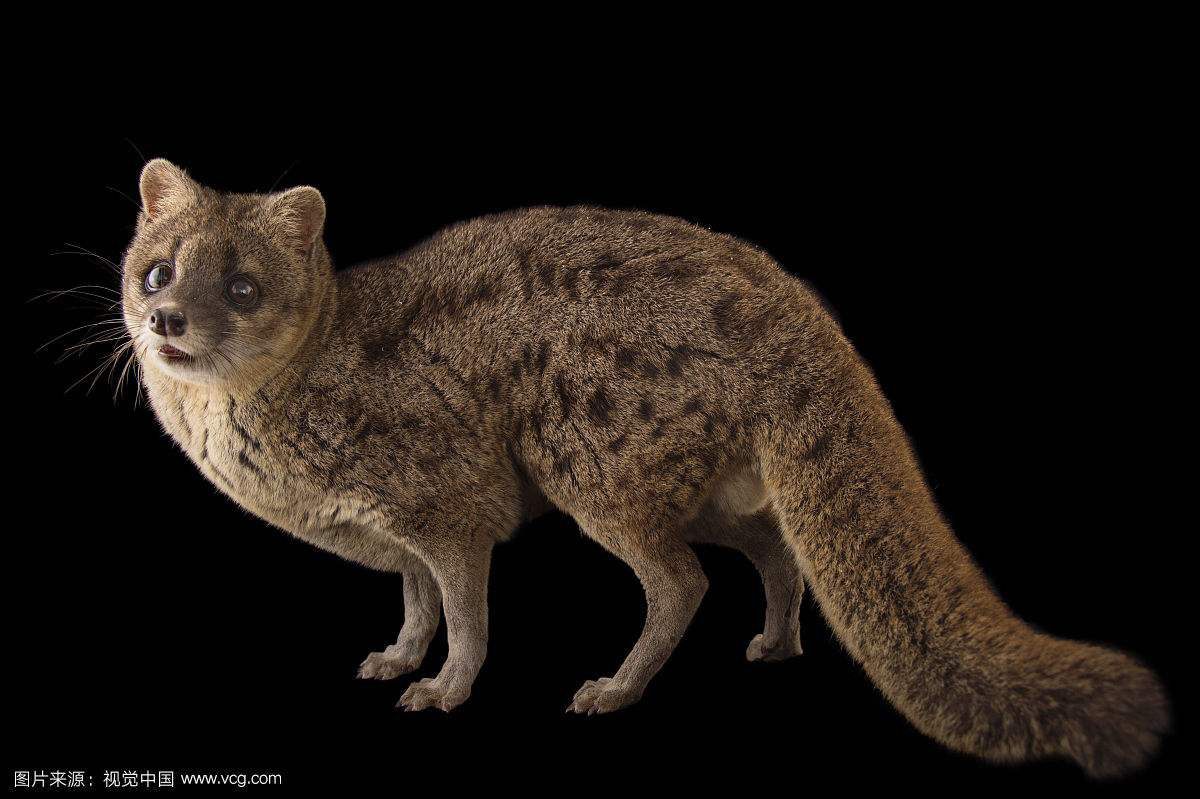 灵猫香酊剂,中药材灵香草图片