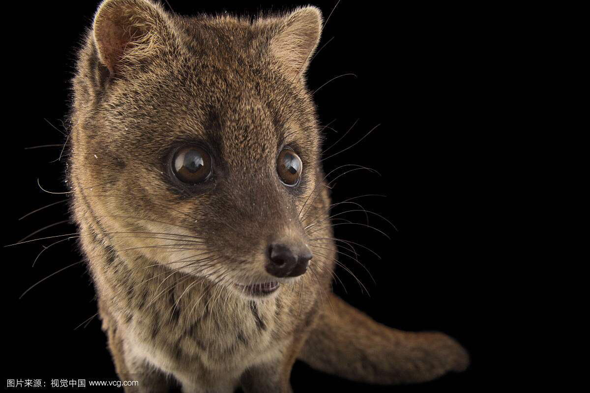 灵猫香酊剂,中药材灵香草图片